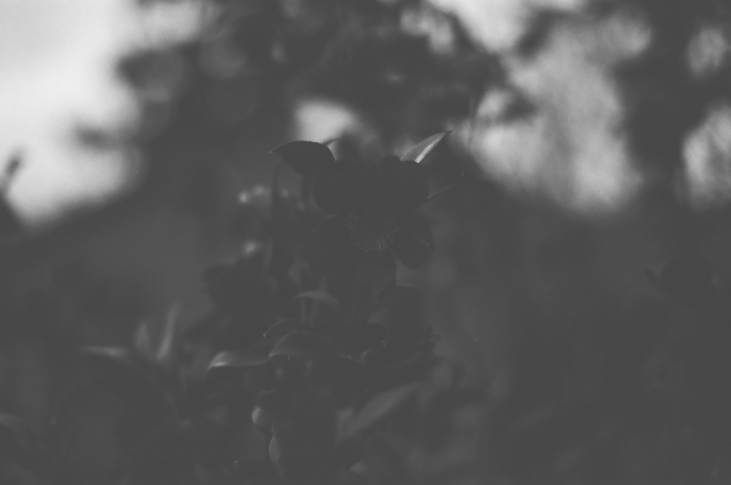 plants